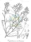 Cystostemon socotranum