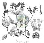 Draperia systyla