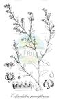 Echiochilon pauciflorum