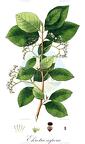Ehretia aspera