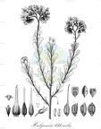 Halgania littoralis