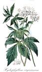 Hydrophyllum virginianum