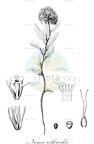 Nama rothrockii