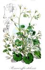 Romanzoffia sitchensis