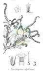 Nesocaryum stylosum