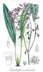 Lindelofia anchusoides