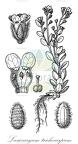 Lasiocaryum trichocarpum