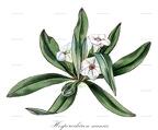 Hesperochiron nanus