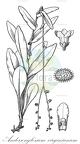 Andersonglossum virginianum