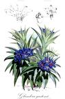 Glandora gastonii