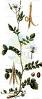 Cardamine amara