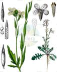 Eruca vesicaria