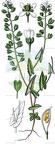 Noccaea perfoliata