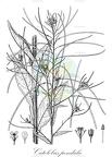 Catolobus pendula