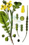 Raphanus raphanistrum