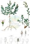Aethionema saxatile