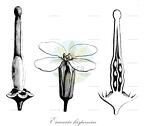 Erucastrum nasturtiifolium