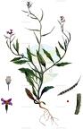 Chorispora tenella