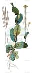 Conringia austriaca