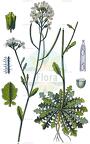 Arabidopsis arenosa