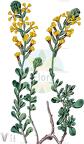Vella pseudocytisus