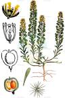 Alyssum alyssoides