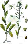Mummenhoffia alliacea
