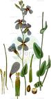 Moricandia arvensis