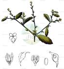 Euclidium syriacum