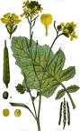 Brassica nigra