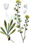 Biscutella laevigata