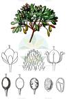 Rhizobotrya alpina