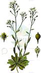 Kernera saxatilis