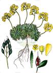 Draba aizoides