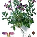 Aubrieta deltoidea