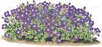 Aubrieta deltoidea
