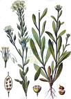 Berteroa incana