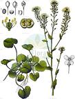 Cochlearia pyrenaica