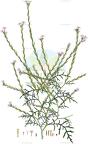 Erucaria hispanica