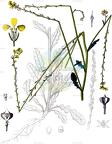 Guiraoa arvensis