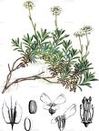 Iberis sempervirens