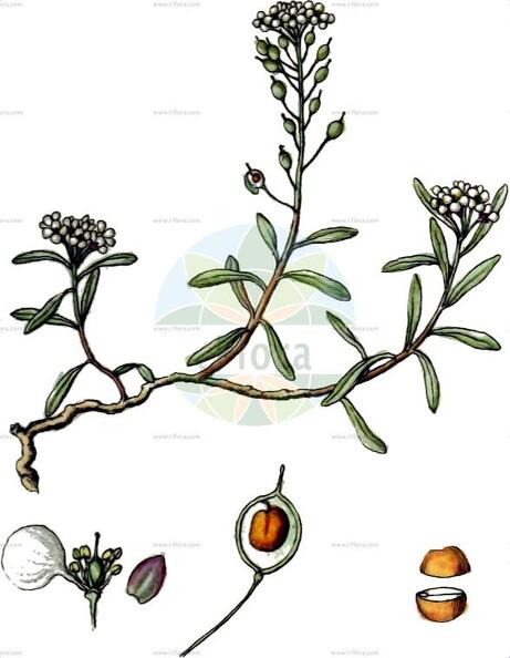 Lobularia maritima