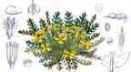 Morisia monanthos