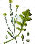 Rapistrum perenne