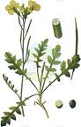 Coincya monensis