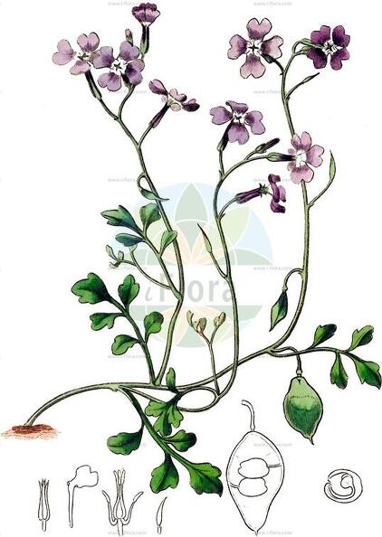 Ricotia lunaria