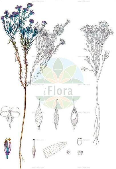 Hormathophylla purpurea