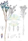 Hormathophylla purpurea