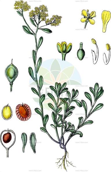 Odontarrhena alpestris