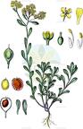 Odontarrhena alpestris